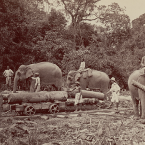 Elephant Country: Mobility and Making Place in the Landscapes of Tea